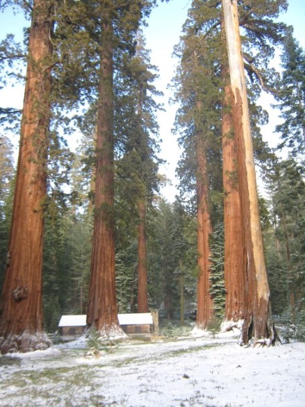 Sequoia trees in de sneeuw Mariposa Grove @ Yosemite national park 